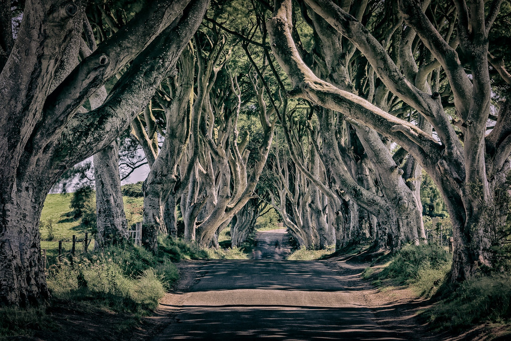 Dark Hedges e as árvores centenárias