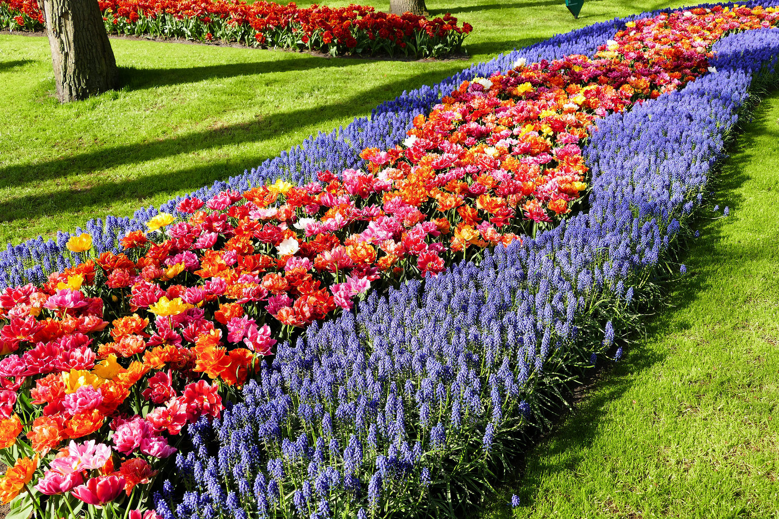 Keukenhof – Lisse, Amsterdã